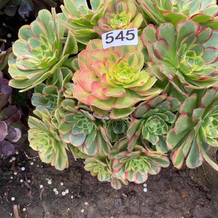 无花朵545对肉植物奶白