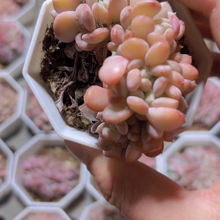 p***o精品粉珍妮缀多肉植物