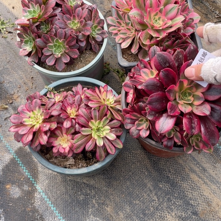 248，4颗法师断枝不售后