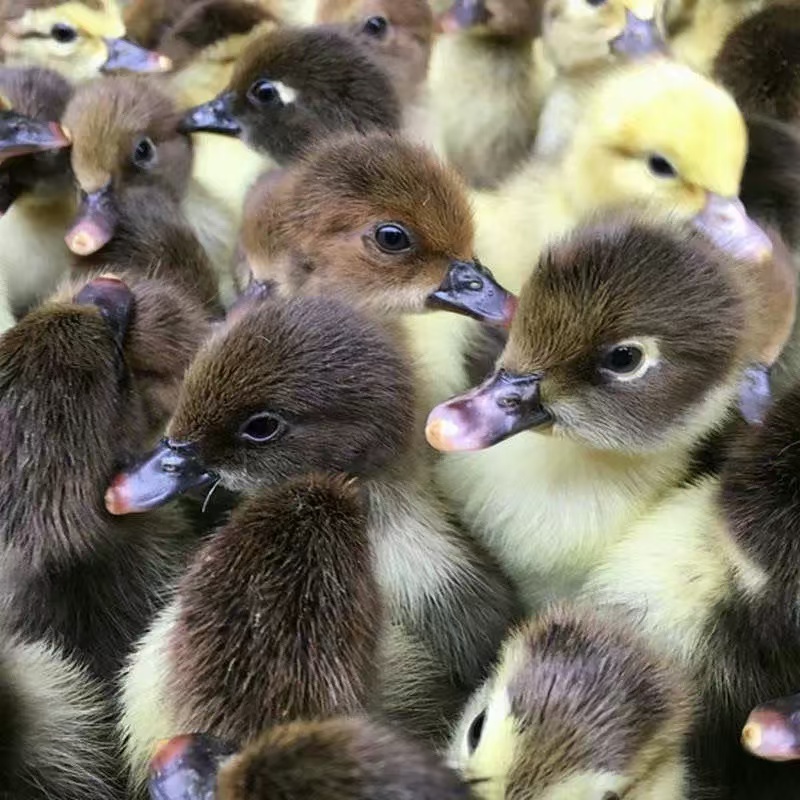 大种黑花番鸭活苗西洋鸭鸳鸯鸭苗豚活体