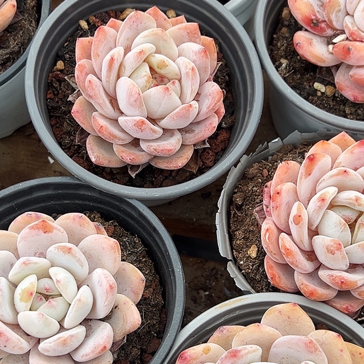 团  014   单头   雪天使