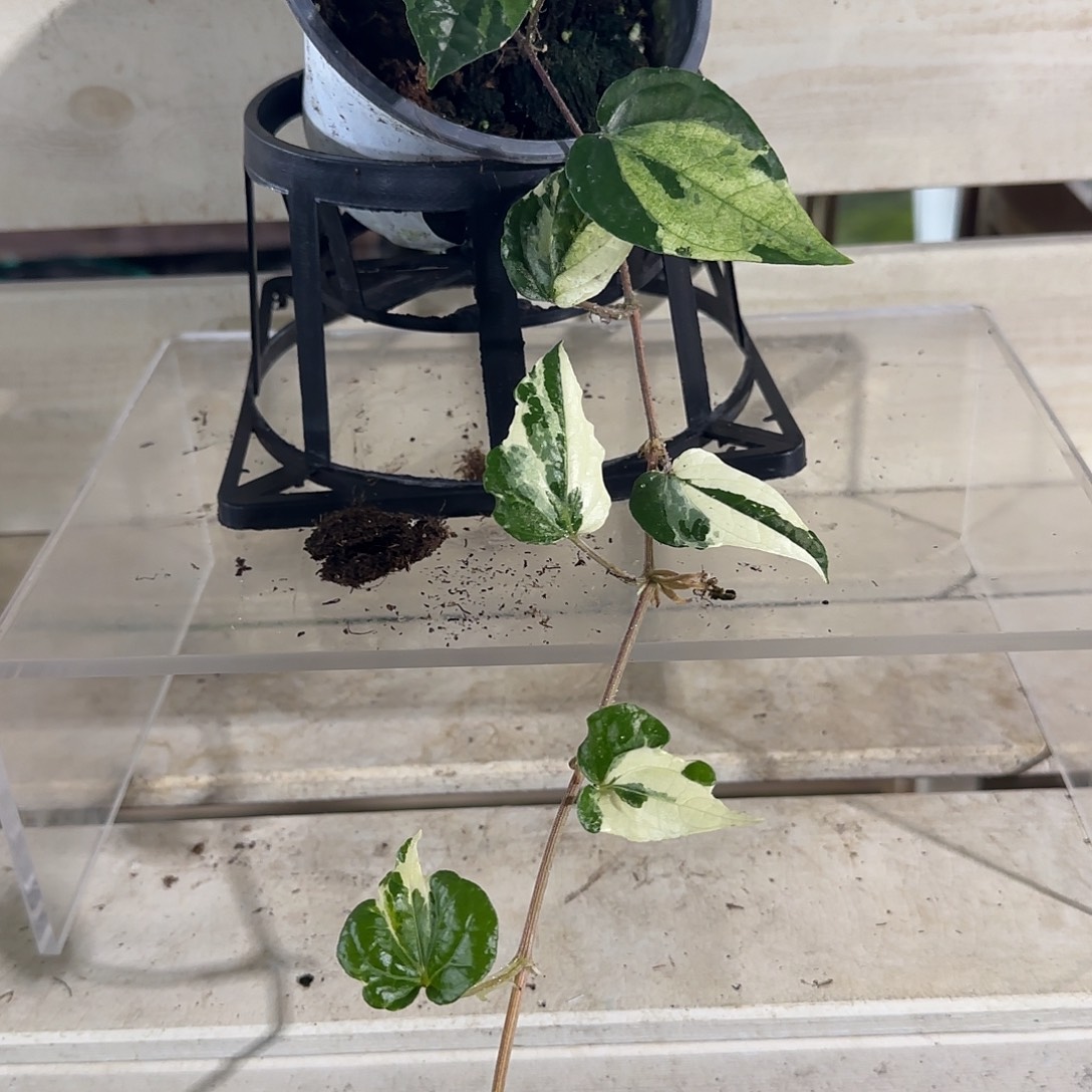 无花朵白锦胡椒白锦