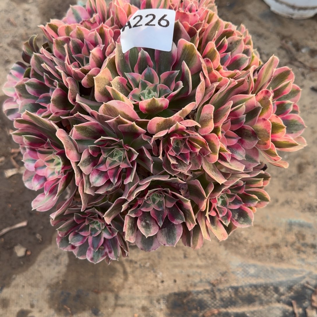 *****初恋法师一物一拍226