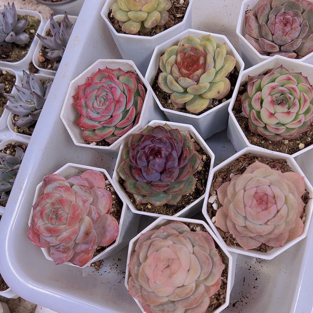 良辰组合9盆八角盆发货