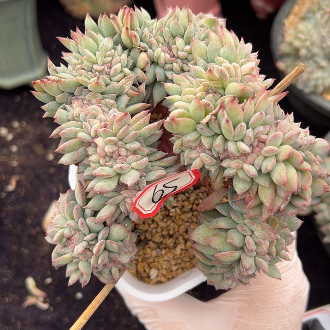 倩*新年快乐 新年快乐 新年快乐