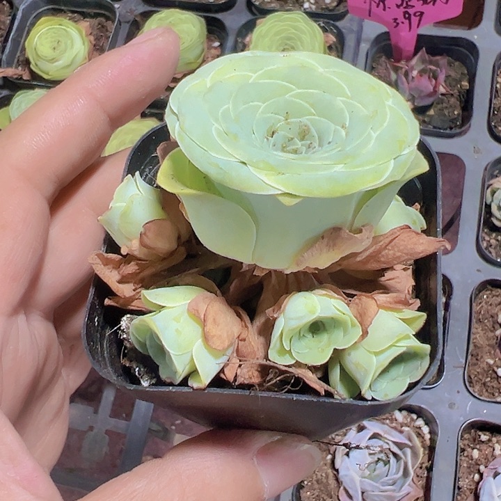 玫瑰精品多肉植物大战