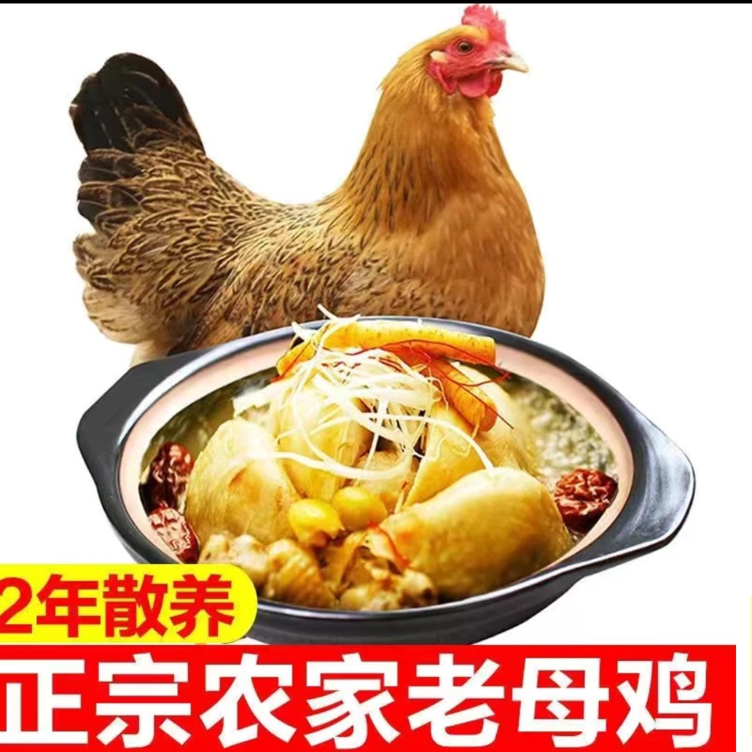 （顺丰包邮）散养两年大冠老母鸡 包冰率不含冰