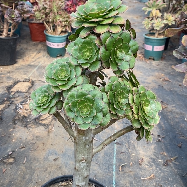 ｖ锦多肉植物95。   