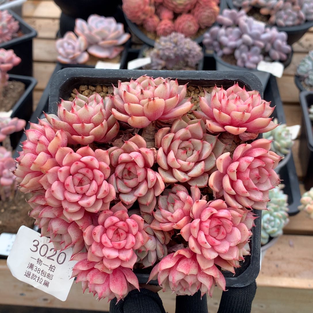 14厘米16有砍苯巴3020