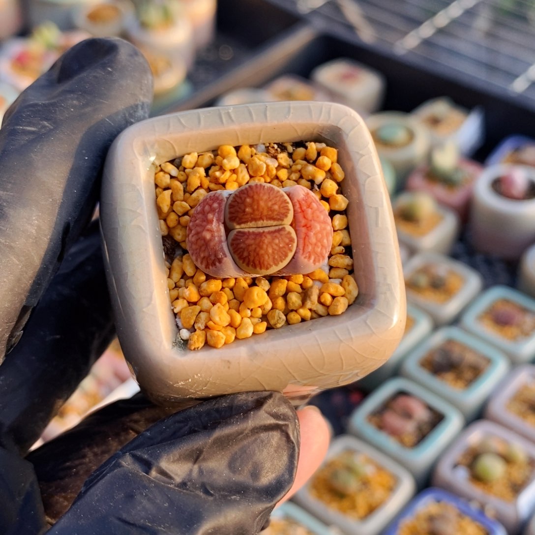 4661-一物一拍 带盆