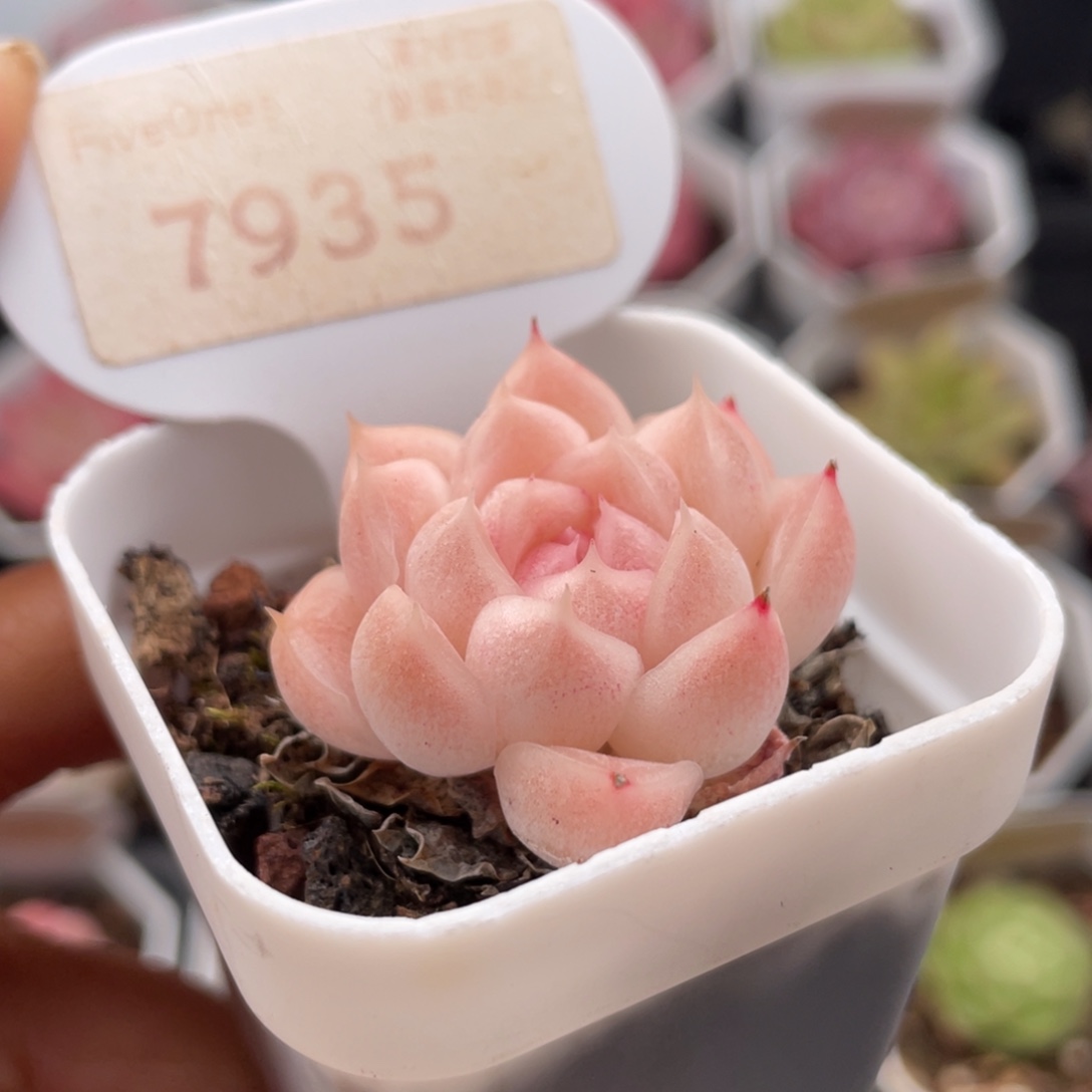 麦秆7935-3.5厘米
