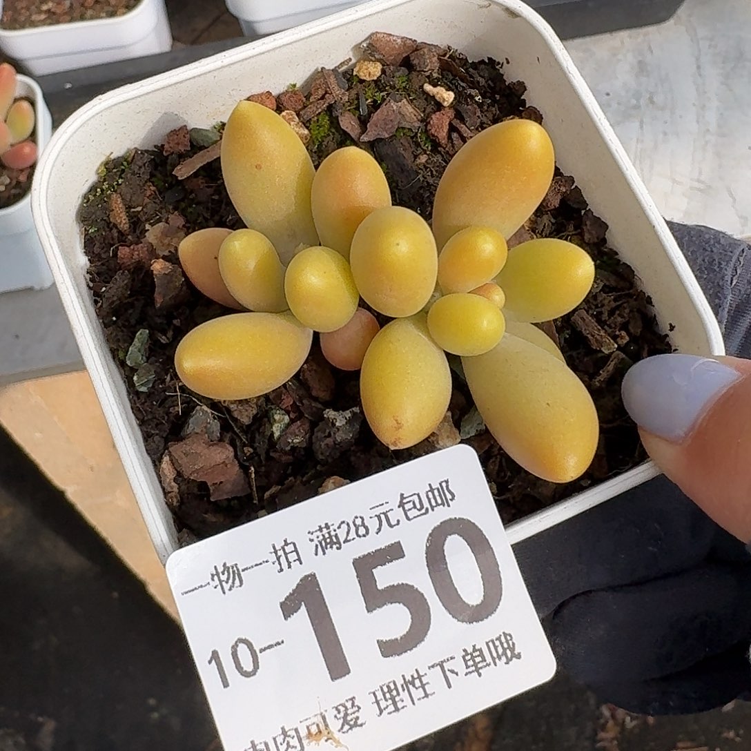 金蝉无盆土发货无