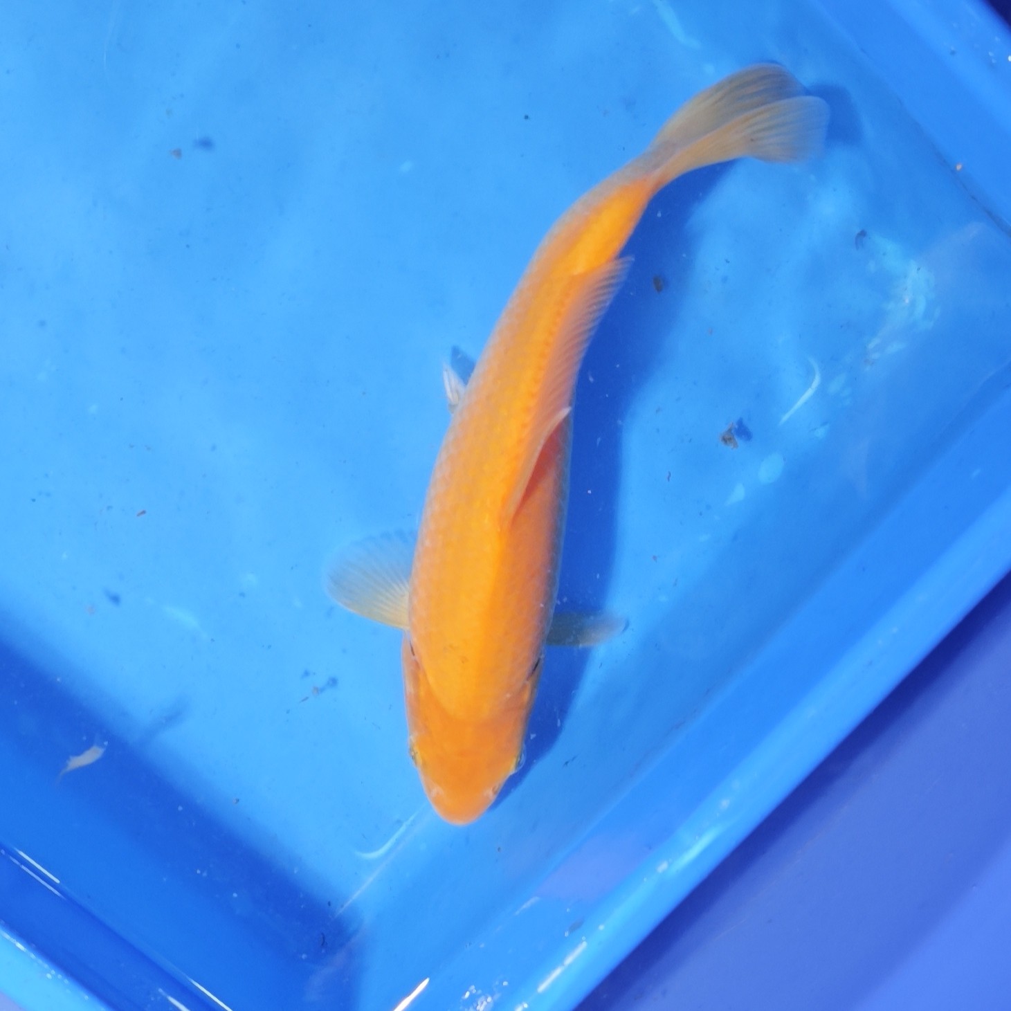 D专属进口可溯源锦鲤红白昭和大正高端锦鲤鱼