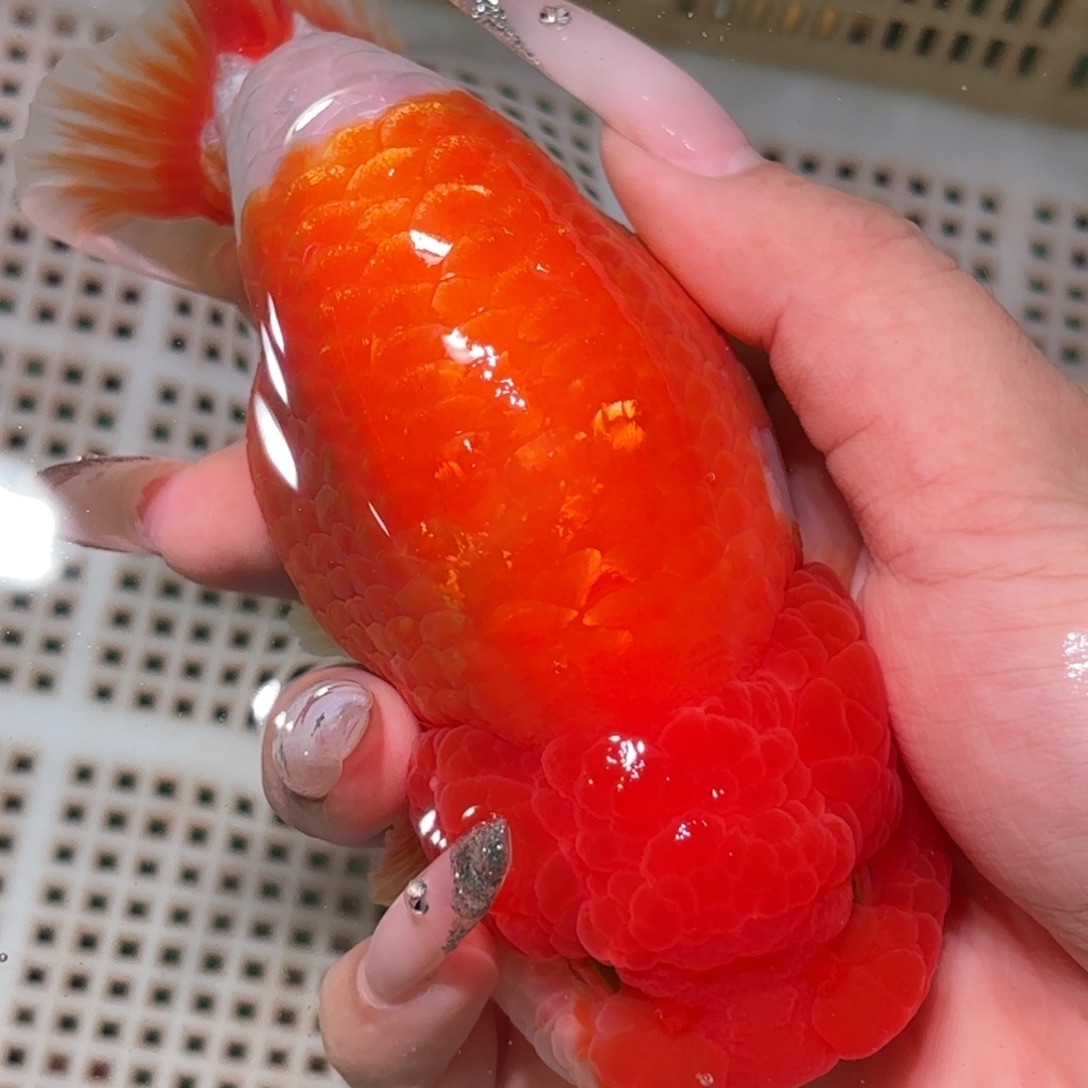 s***y金鱼拍包装包邮，不拍包装运费到付