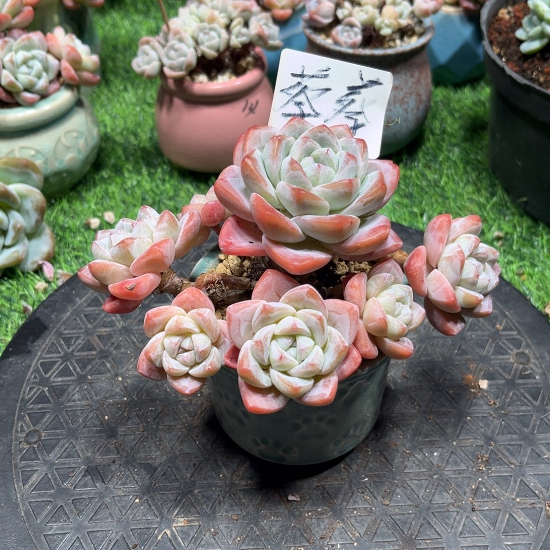 蔡蔡专拍冰玉老桩群生