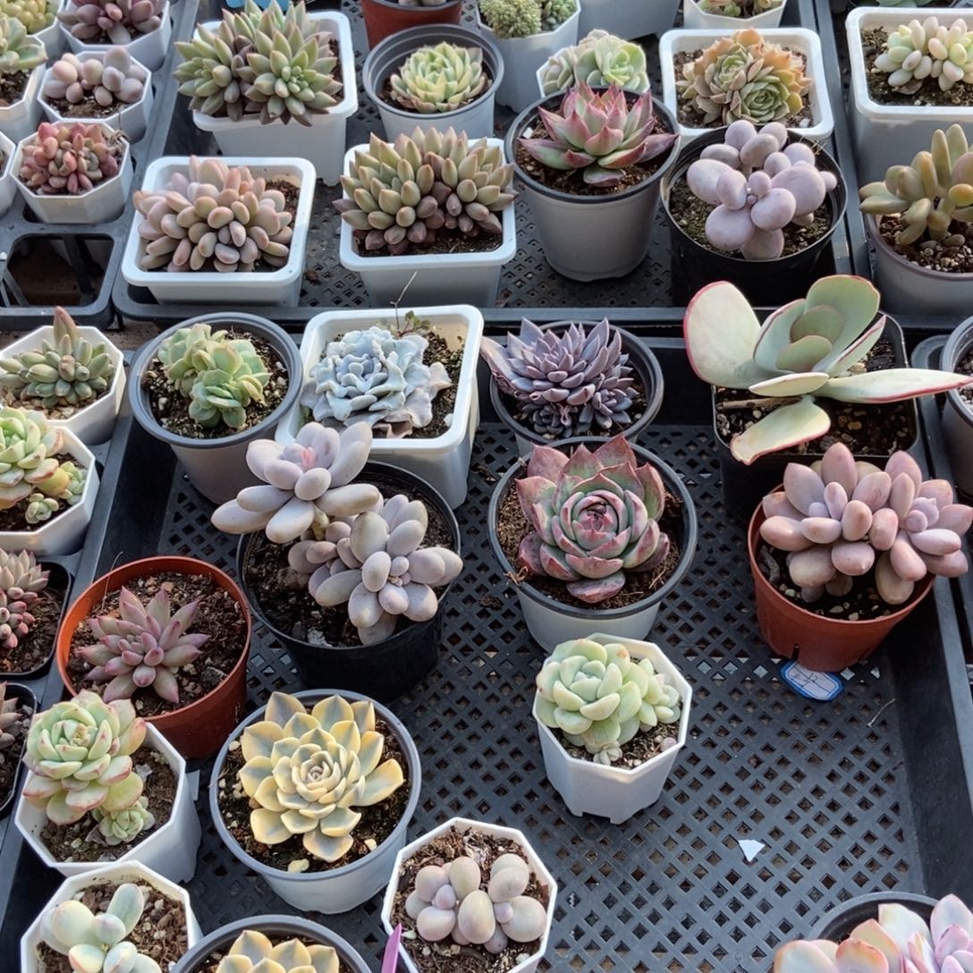 保温箱，低于零下五度拍