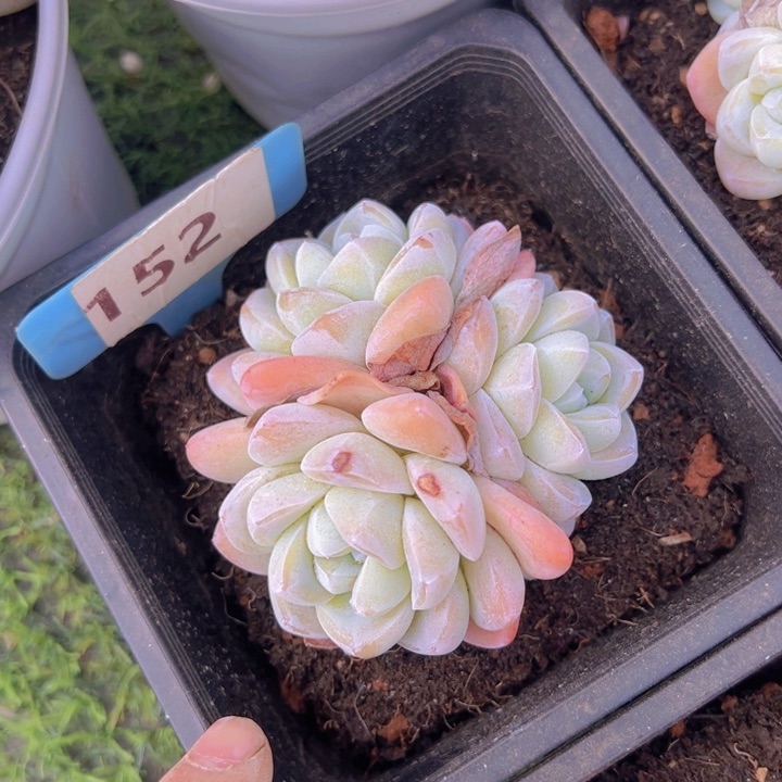 健健康康平平安安