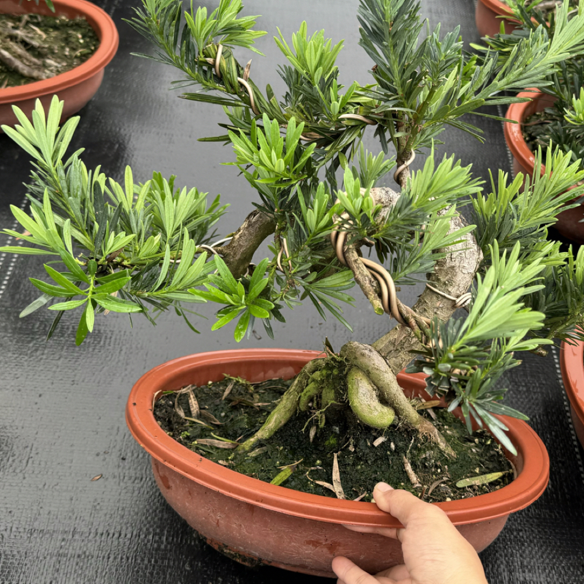 榆树雀梅罗汉松等等绿植盆栽室内外好养（直播间一物一拍链接）