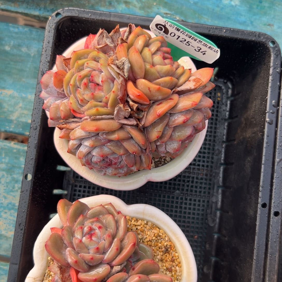 多肉一物一拍0125-34