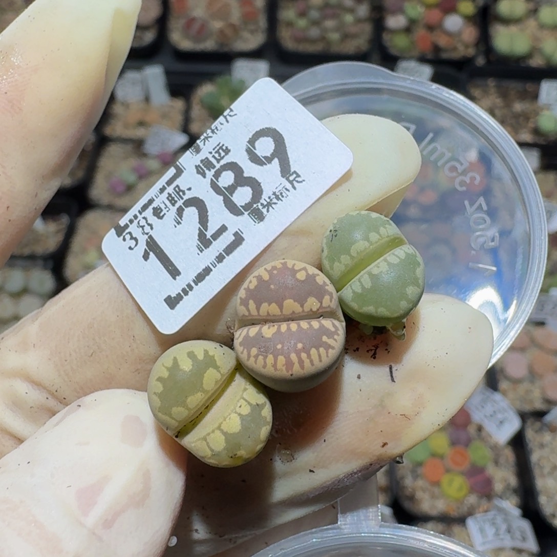 S***Jzzzz精品生石花1289