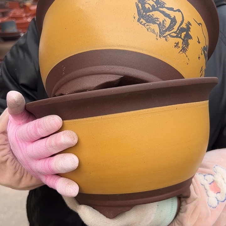 21+21黄三角金钟花盆花盆花盆