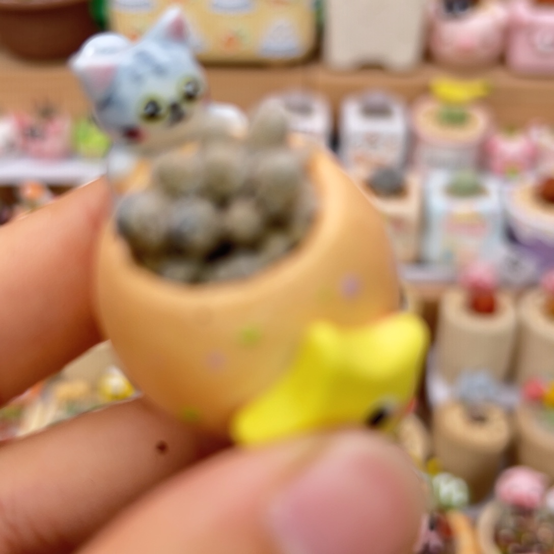 ****希多肉植物73号种毛