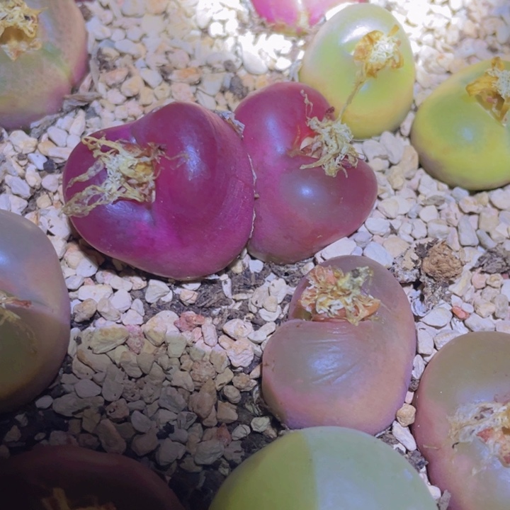 589999989889988888888