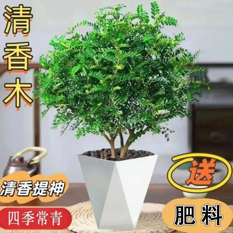 清香木盆栽强力驱蚊草绿植四季花卉室内胡椒木好养净化空气四季