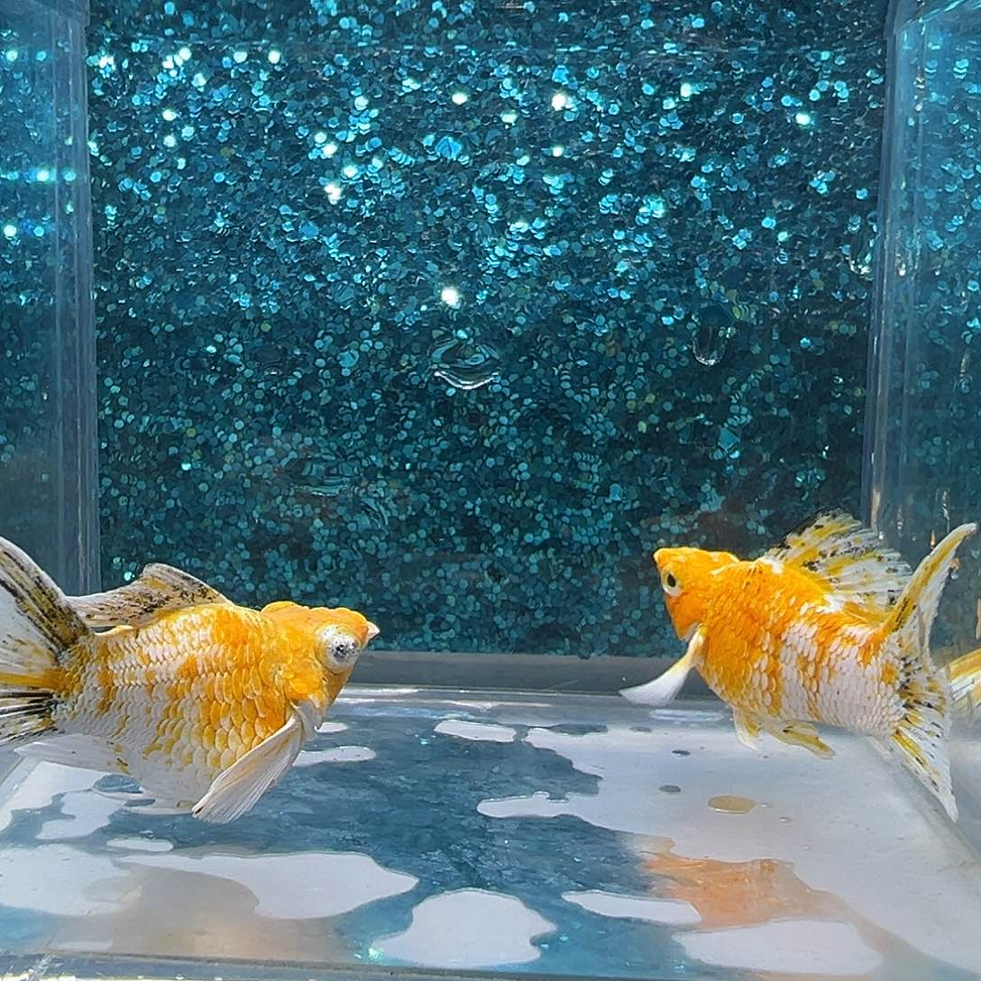 孔雀鱼皮卡丘玛丽一对0079