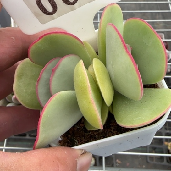 6白眉一物一拍多肉