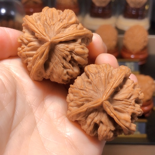 精品野生：骨王三棱