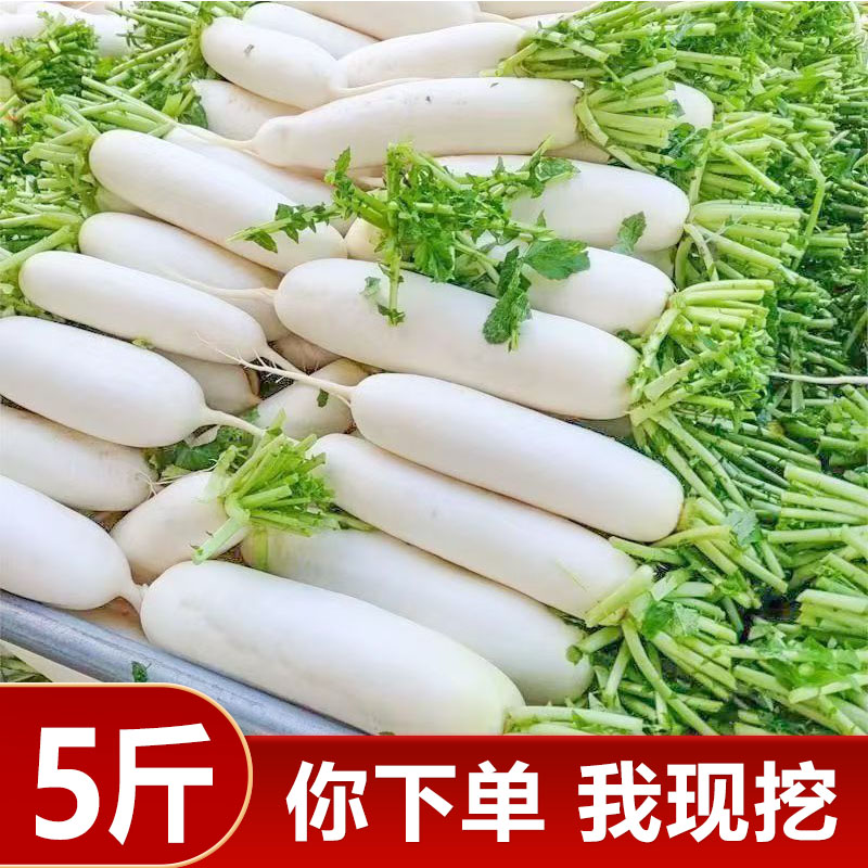 高山现挖现发新鲜白萝卜蔬菜农家脆甜白萝卜腌菜泡菜洗净不带泥