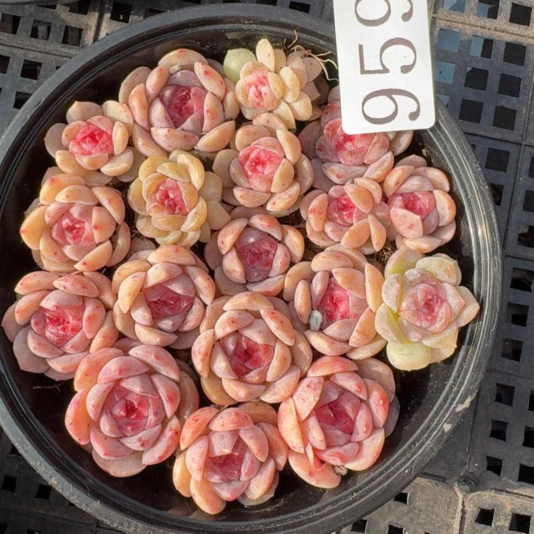 多肉植物多肉植物959