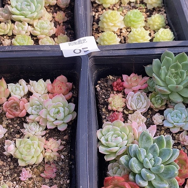 85 多肉植物盆栽植物