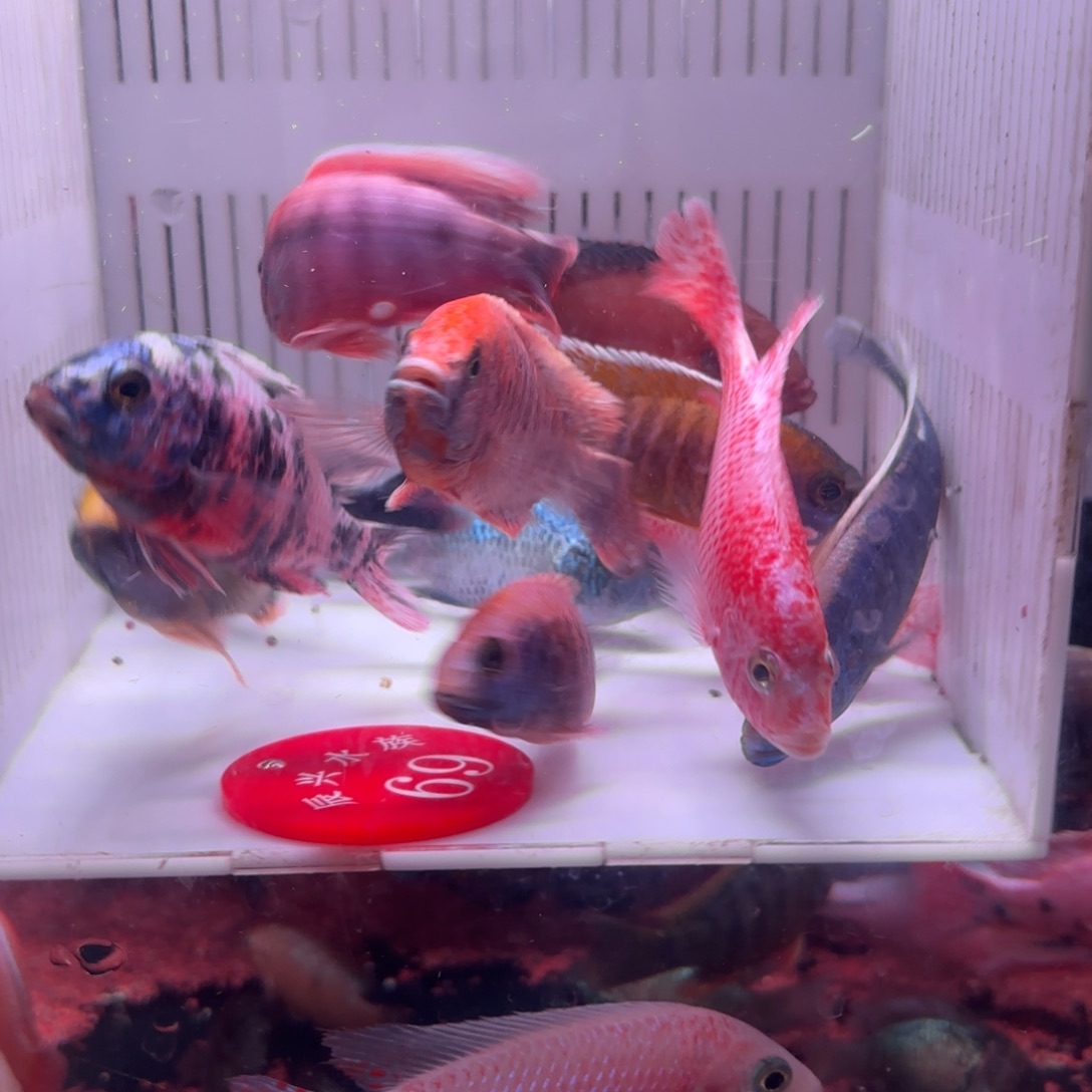 慈鲷鱼直播69号12条其中备损2条