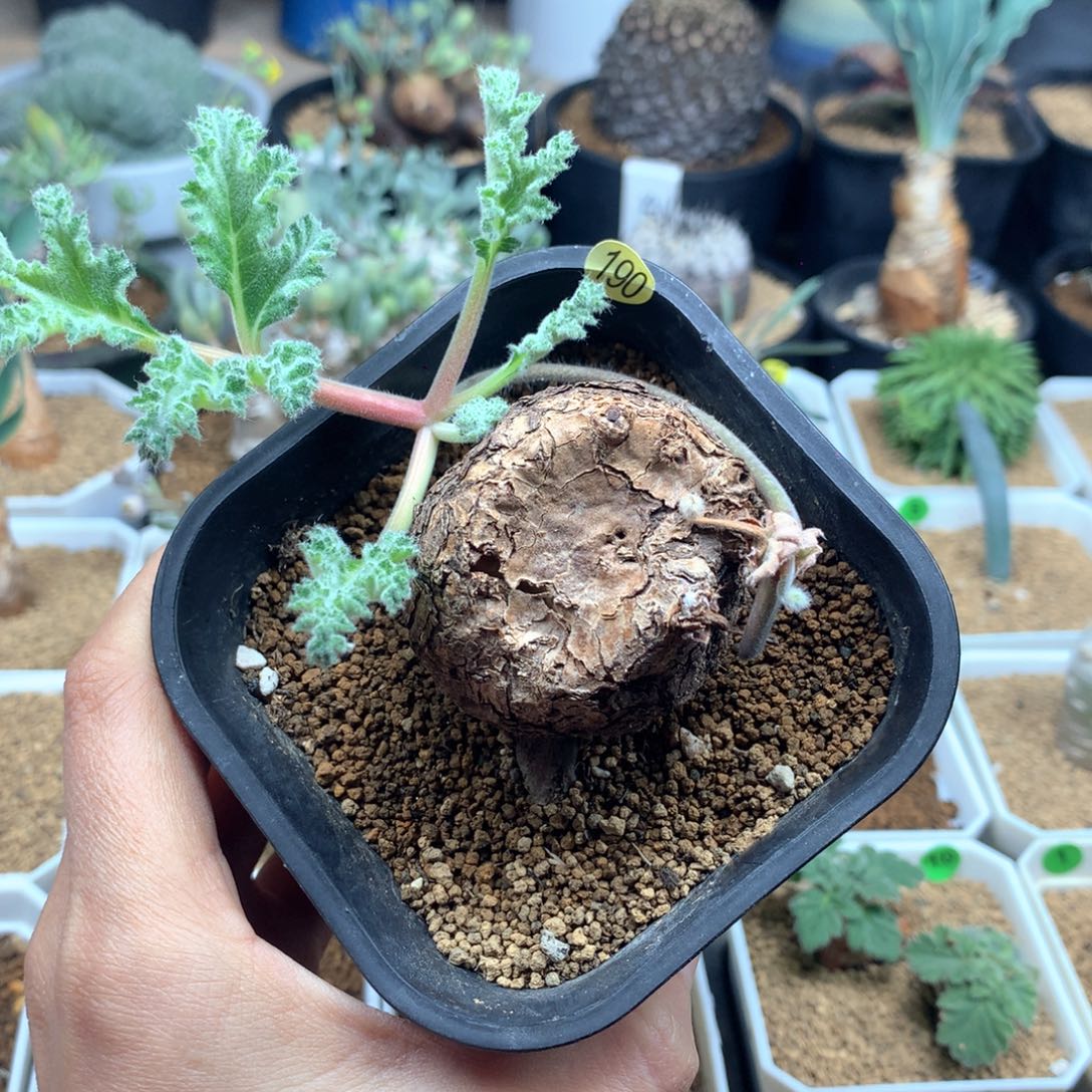 枯木洋葵母本带盆4.5cm