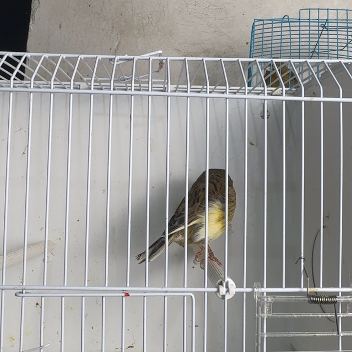 u***o文鸟绿小格公有白一只