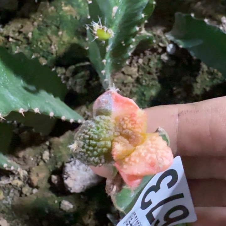 673哥斯拉花锦仙人球