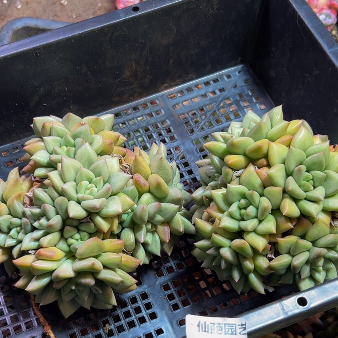 386多肉植物和植物在