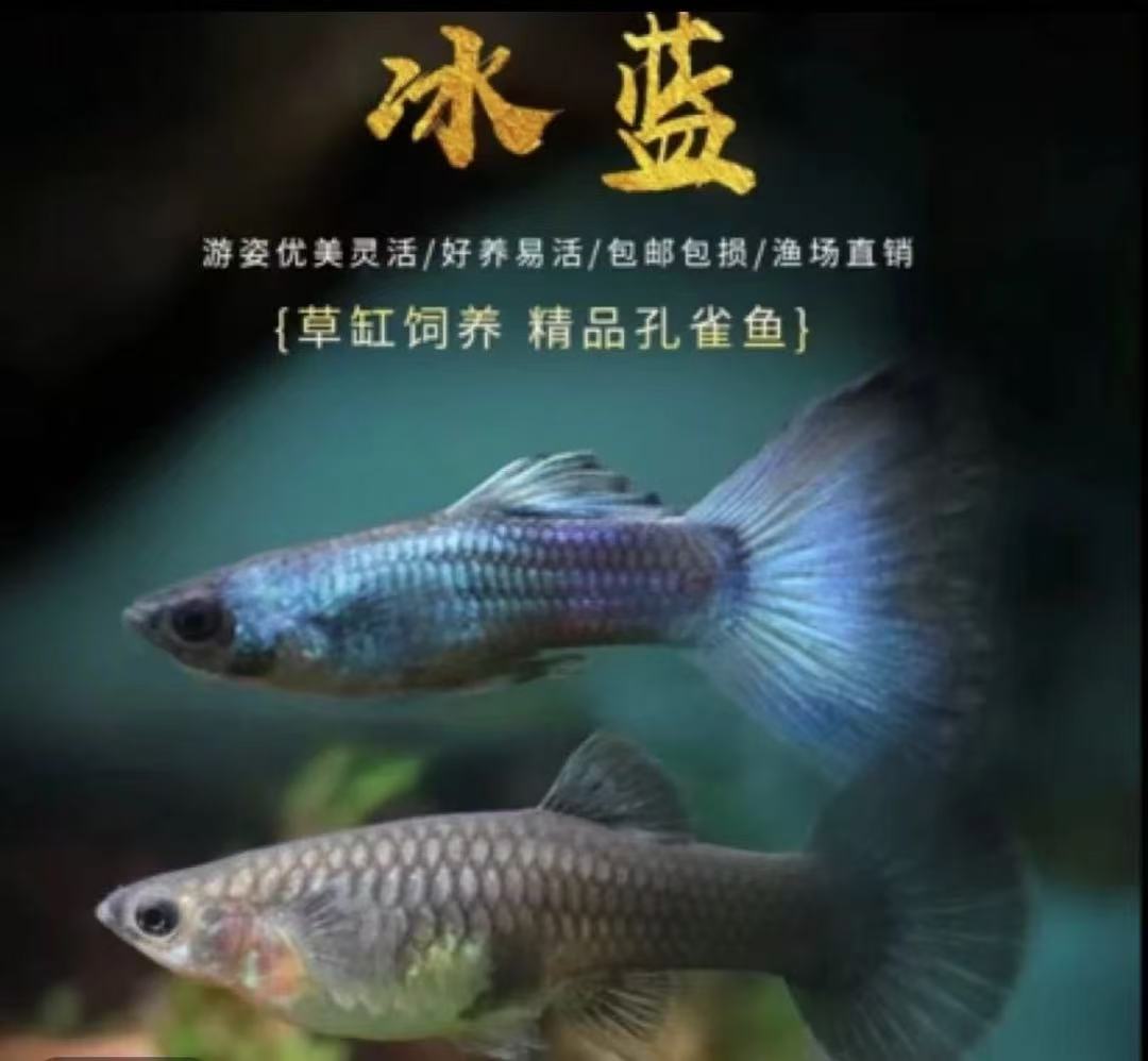 冰蓝孔雀鱼可繁殖种鱼热带淡水观赏鱼好养耐活