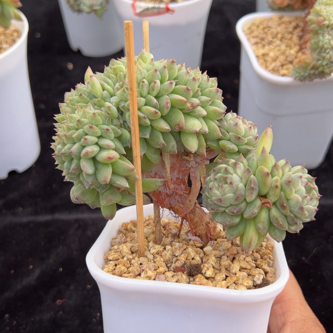 新年快乐啊宝宝们加油啊88888