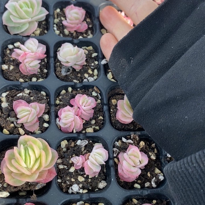 348 多肉植物盆栽花卉