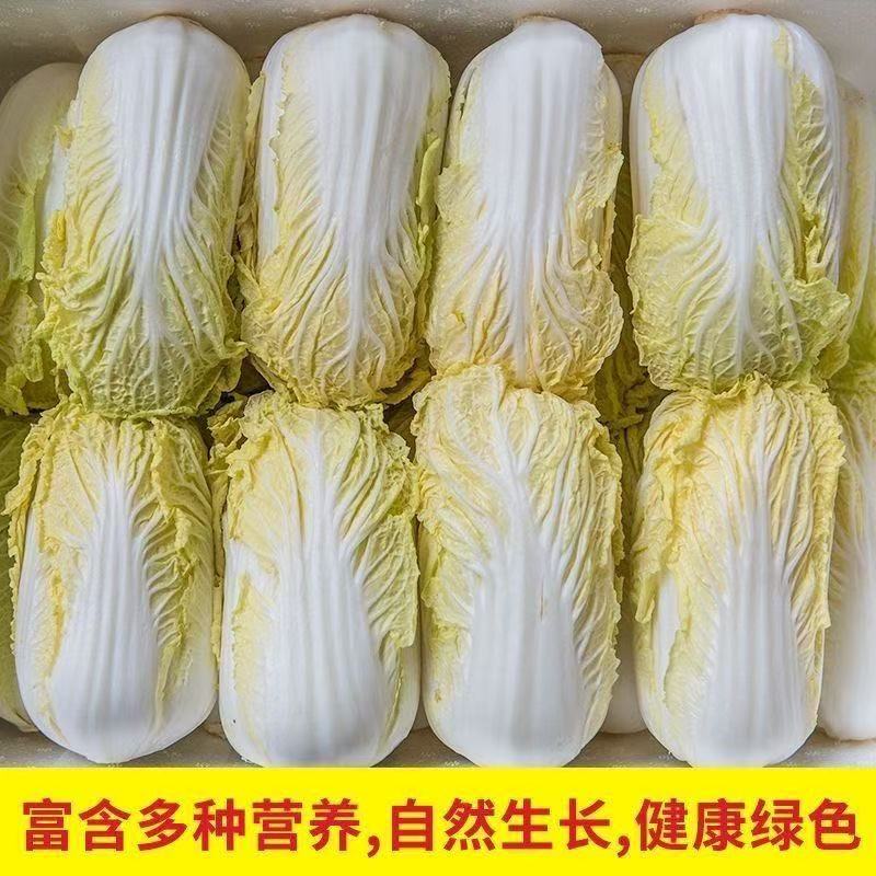 2025新鲜娃娃菜大白菜蔬菜辣白菜酸菜包心菜黄心菜抱头白黄心白菜