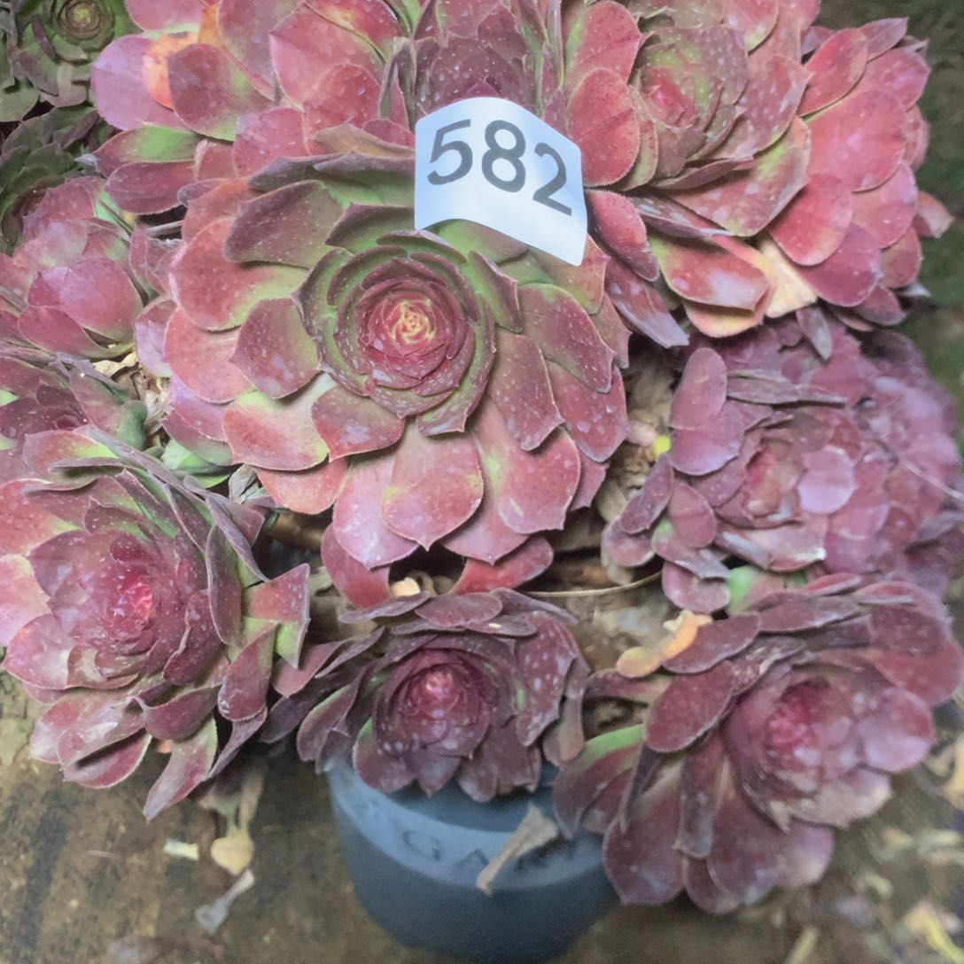 582变异多肉植物