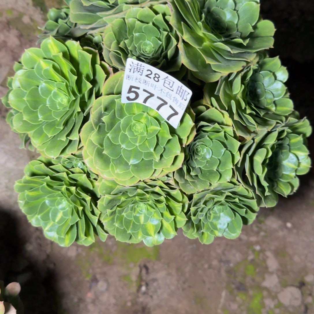 5777琉璃多肉有干吧