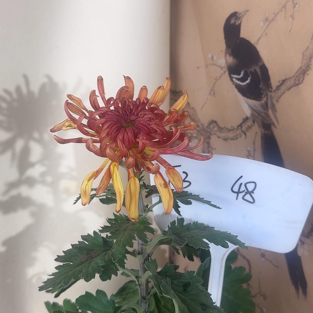 全部花朵F333333333