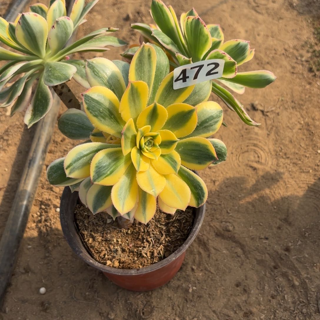 福*472灿烂多肉不包损