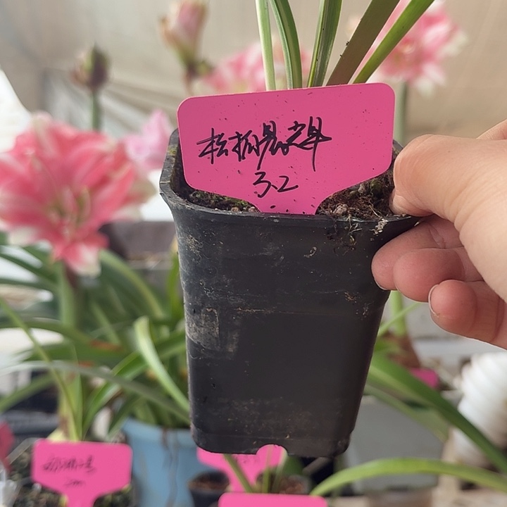 无花朵松柏辰辉朱顶红直径3.2