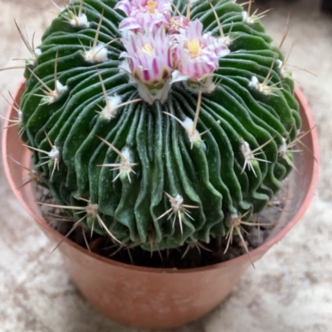 多棱玉仙人球12米