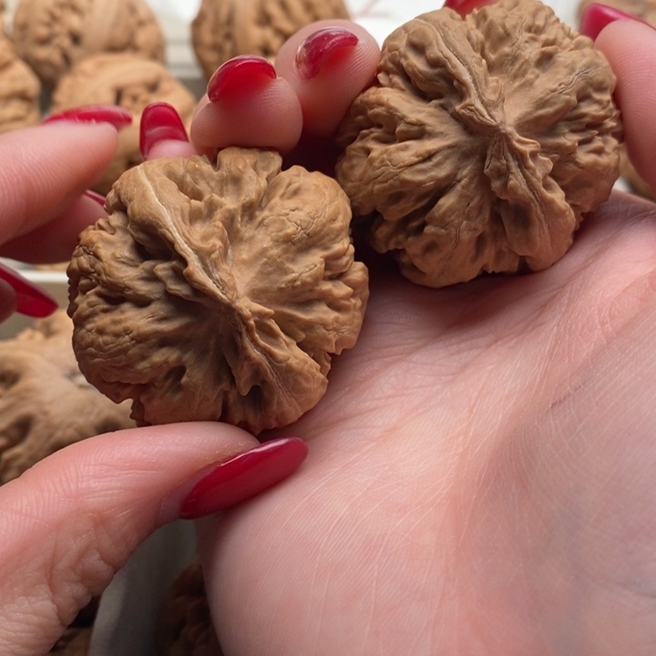 强***娃霸王龙全品无修一道没动